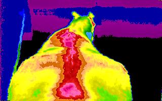 Full spine digital infrared
                                  thermal image of horse